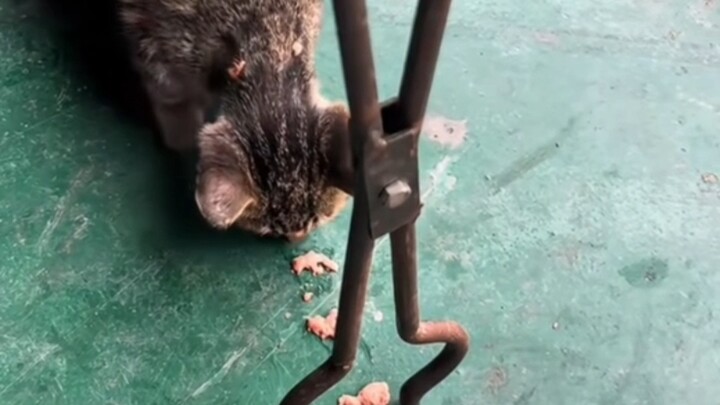 Kucingnya begitu polos sampai bisa ditangkap dengan tangan kosong, si kucing kecil yang manis