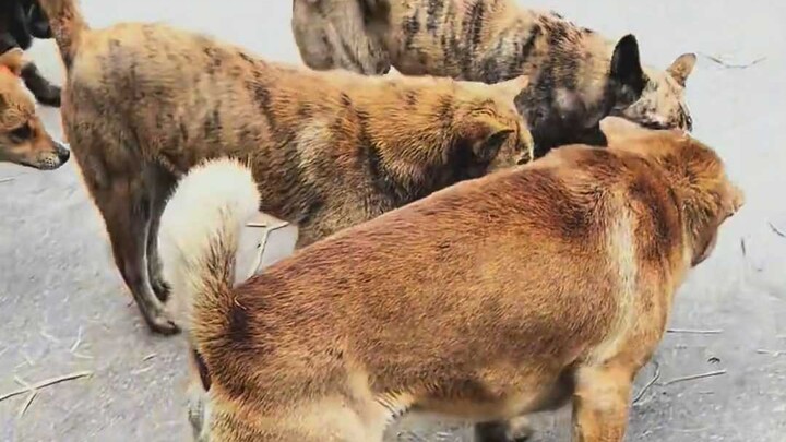 فعلاً، الدجاج والبط مرهقون أكثر من البقر والخيول!