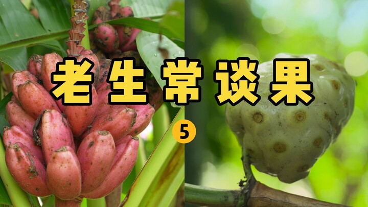 [Thợ săn Trái cây × Hunter × Hunter] Phần 5: Những loại trái dại phổ biến qua lời bàn luận xưa nay! 