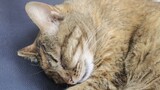 [Động vật/Mèo] Bạn mèo ngồi học bên cạnh ngủ ngáy