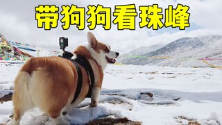 身高0.28米的柯基要去看8848米的珠峰啦！