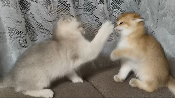 拳击手兄弟 Boxer Brothers