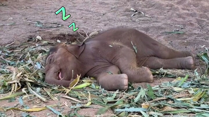 Ketemu bayi gajah bikin meleleh! Aba aba aba!