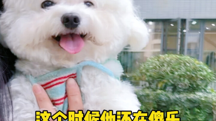小狗一直很开心，直到……
