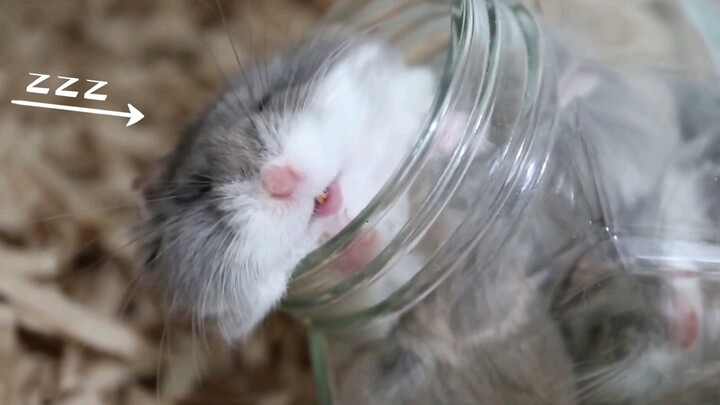 【Healing Moments with Little Animals】Hamster Sleep Poses on Display | Incredibly Cute Hamsters in Ad