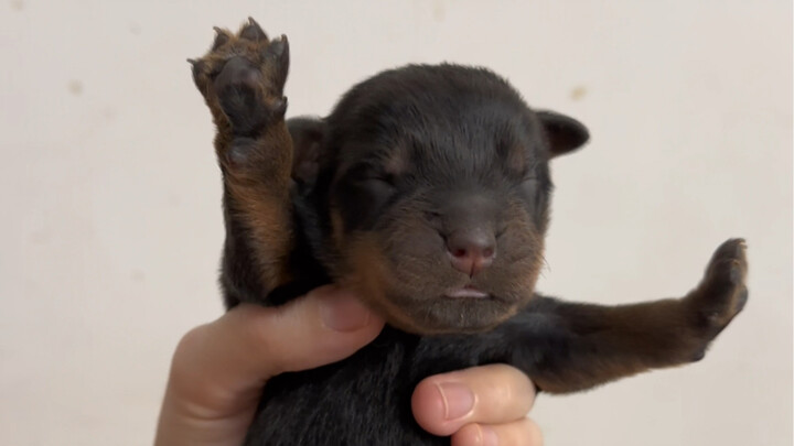 Naisi is born~
