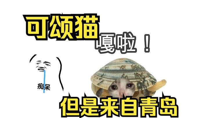 قط الكرواسان في تشينغداو