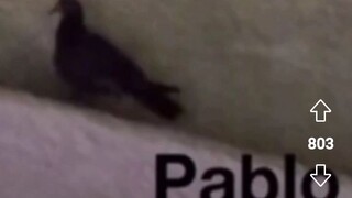 Pablo