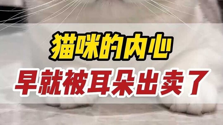 Đôi tai của chú mèo đã “tố” hết tâm trạng của nó.