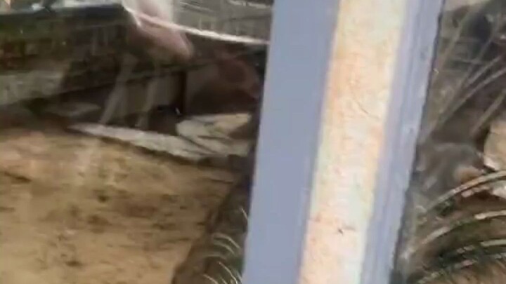 Gadis berkali-kali membuka payung untuk memancing merak mengembangkan bulunya, merak: Biar aku tunju