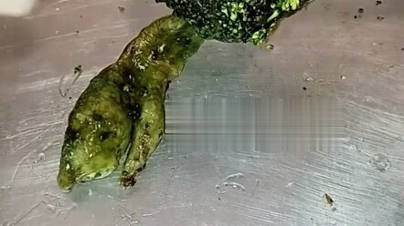 Di laboratorium yang hangat, sejumput brokoli hijau tumbuh dengan tenang