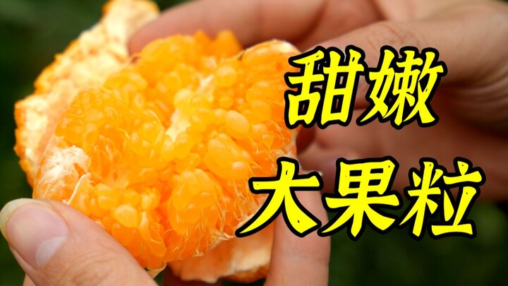 [Buah Hunter x Hunter] Tidak berlebihan, ini adalah jeruk mandarin paling enak yang pernah saya maka