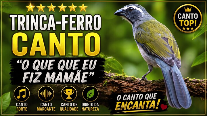 Trinca-Ferro Cantando 🔥 Canto Forte e Bonito na Natureza | Canto de Trinca-Ferro