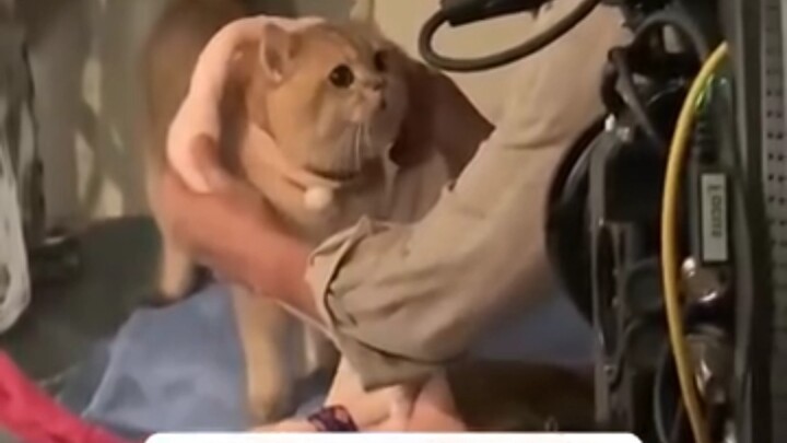 The deaf kitten was picked by the director because it was so cute. What an adorable baby! The actor 