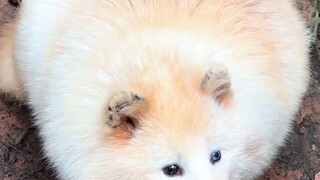 Kok rubah ini terasa gemuknya sudah tidak dalam dimensi yang sama lagi!!! #PenghargaanKomentarHibura