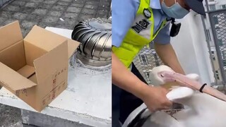لاحظ المواطنون أن الشرطي "الطائر الصغير" جاء بعلبة كرتون، وعند رؤية حجمه ضحكوا، وقال أحد المعلقين: "