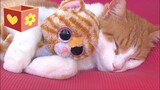 Cute Cat part two | Video for children and toddlers | Bellboxes |  Funny cat Simba aww   part 2