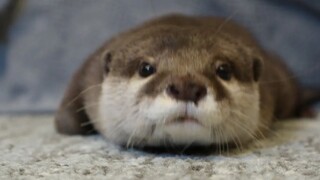 [Otter] What does it feel like to be petted by your owner until he gets angry? [Sakura and Rice Cake