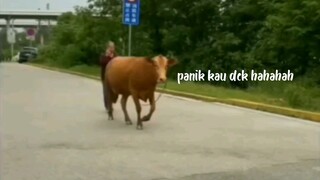 🐂:panik kau dek