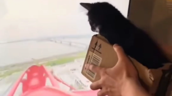 You scared me! Little cat, you’re a robot!