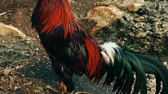 McLean Hatch Bagong Gupit