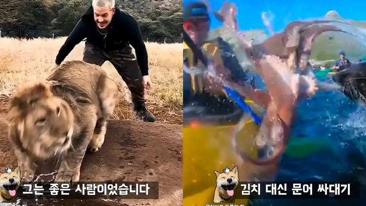 ทำไมคุณไม่ควรแปลกใจกับการดื่มสิงโต Funny Animal Meme
