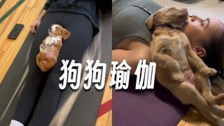 体验一下：加拿大的狗狗瑜伽  非常考验你的意志力