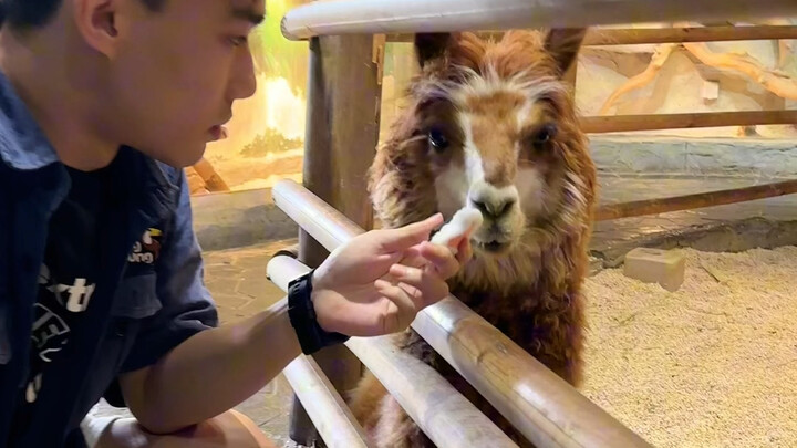 الحلقة الأولى من سلسلة "التصوير من العدم في حديقة الحيوانات"