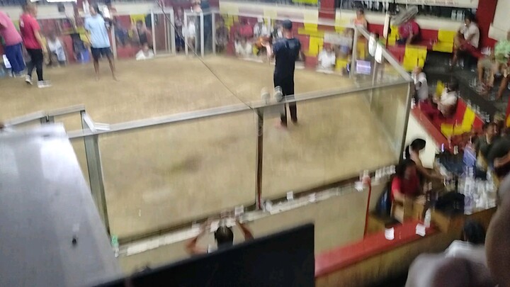 3cock champion sta queteria cockpit