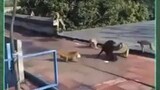 Monyet meresahkan vs anjeg preman 😂