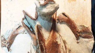 New Zealand's "Fossil Hunter x Hunter" spent five months restoring a 4-million-year-old penguin foss