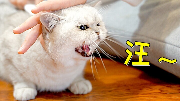 Kucing kecil menyisir bulu sambil menggonggong heboh, lalu menggulung bulunya jadi bola dan memberik