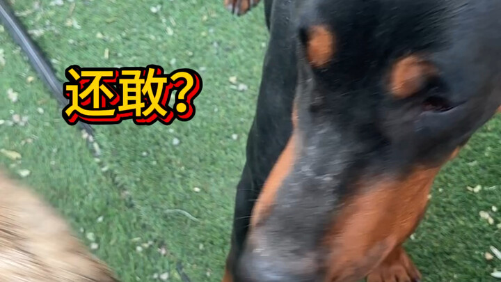 العودة إلى الحياة: أنا الكلب الأقوى بين قطيع الكلاب