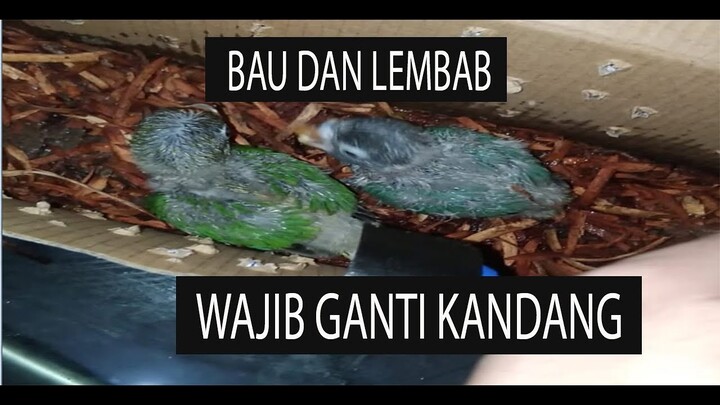 KANDANG BARU UNTUK SI MUNGIL LOVEBIRD KESAYANGAN TARO | PECINTA BINTANG
