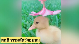 พฤติกรรมสัตว์จอมซน