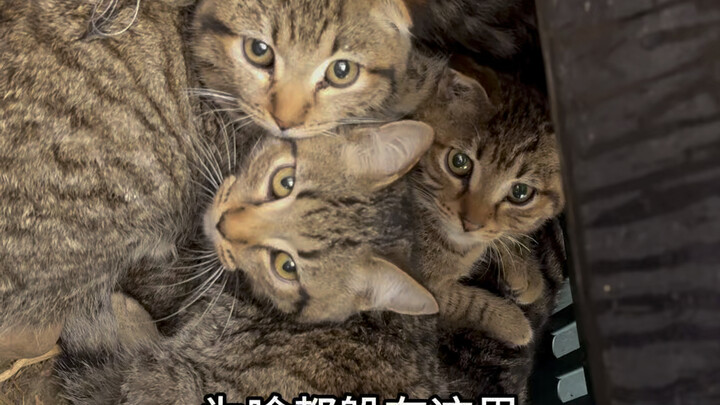 The strongest Lihua family in the battle is ostracized by the cats for unknown reasons.