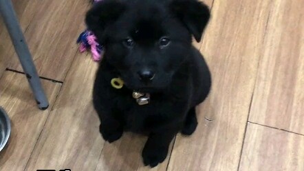 I've grown up and become a rapper!