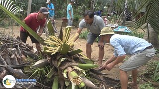 VỀ VƯỜN NHÀ TIẾN ĐỐN DỪA NẤU LẨU | Hội Ngộ Miền Tây #459