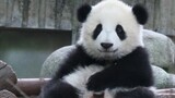 【大熊猫福双】小葫芦你好漂亮呀！