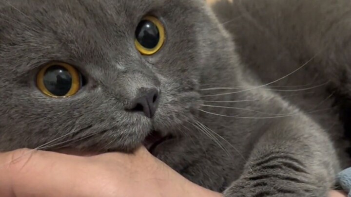 “Cats may be clumsy, but they’re just so darn cute!”