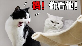 Unable to win territory, the cat urinated on the cutting board in revenge, but the owner didn't get 