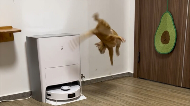 Yang gak punya kucing bisa lihat kucingku!