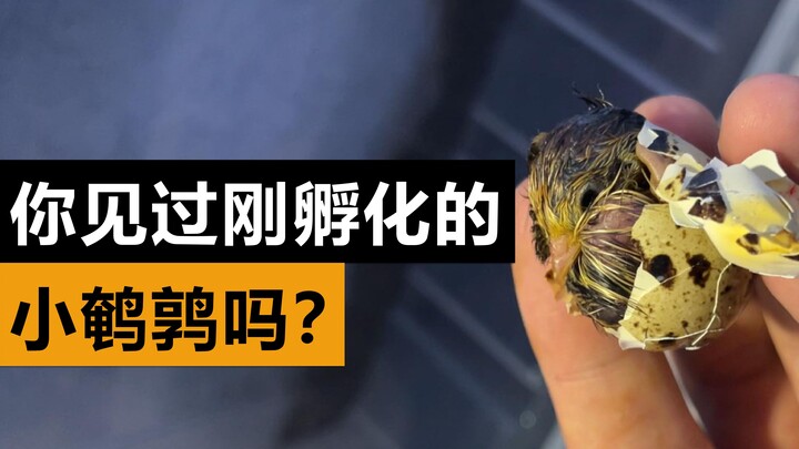 สิ่งเดียวที่ไม่เปลี่ยนแปลงในชีวิต อาจก็คือมันเต็มไปด้วยความเปลี่ยนแปลงเสมอ บันทึกชีวิตตลอดกาลของนกกร