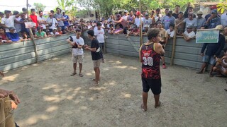 sabong