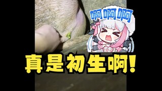 【梨安】看“给猪猪屁股涂芥末治痔疮”视频全程感同身受😫嘴上直骂“初生啊！你不是人呐🤬”仿佛自己的屁屁在火辣的灼烧🤣
