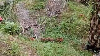 detik detik pengulingan buah dari gunung