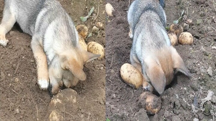 Anjing gali tanah dengan semangat untuk mengambil kentang, sementara tuannya dengan muka tebal terus