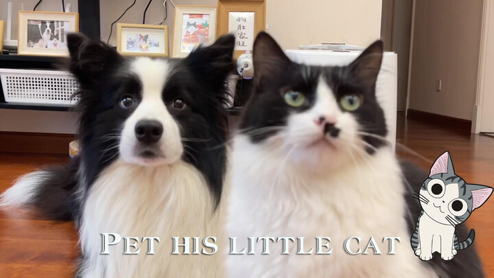How much can a Border Collie spoil his kitten?