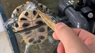 Turtle: No way, little bro, wait for me to transform into human form and I'll ditch you first!