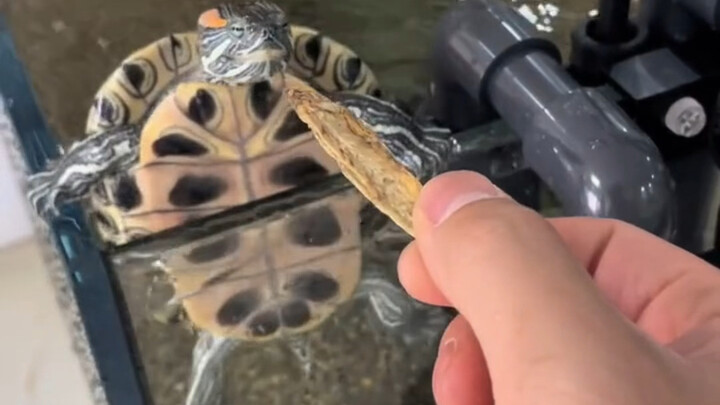 السلحفاة: لا، يا أخي الصغير، انتظرني حتى أتحول إلى شكل إنسان وأهرب أولًا.